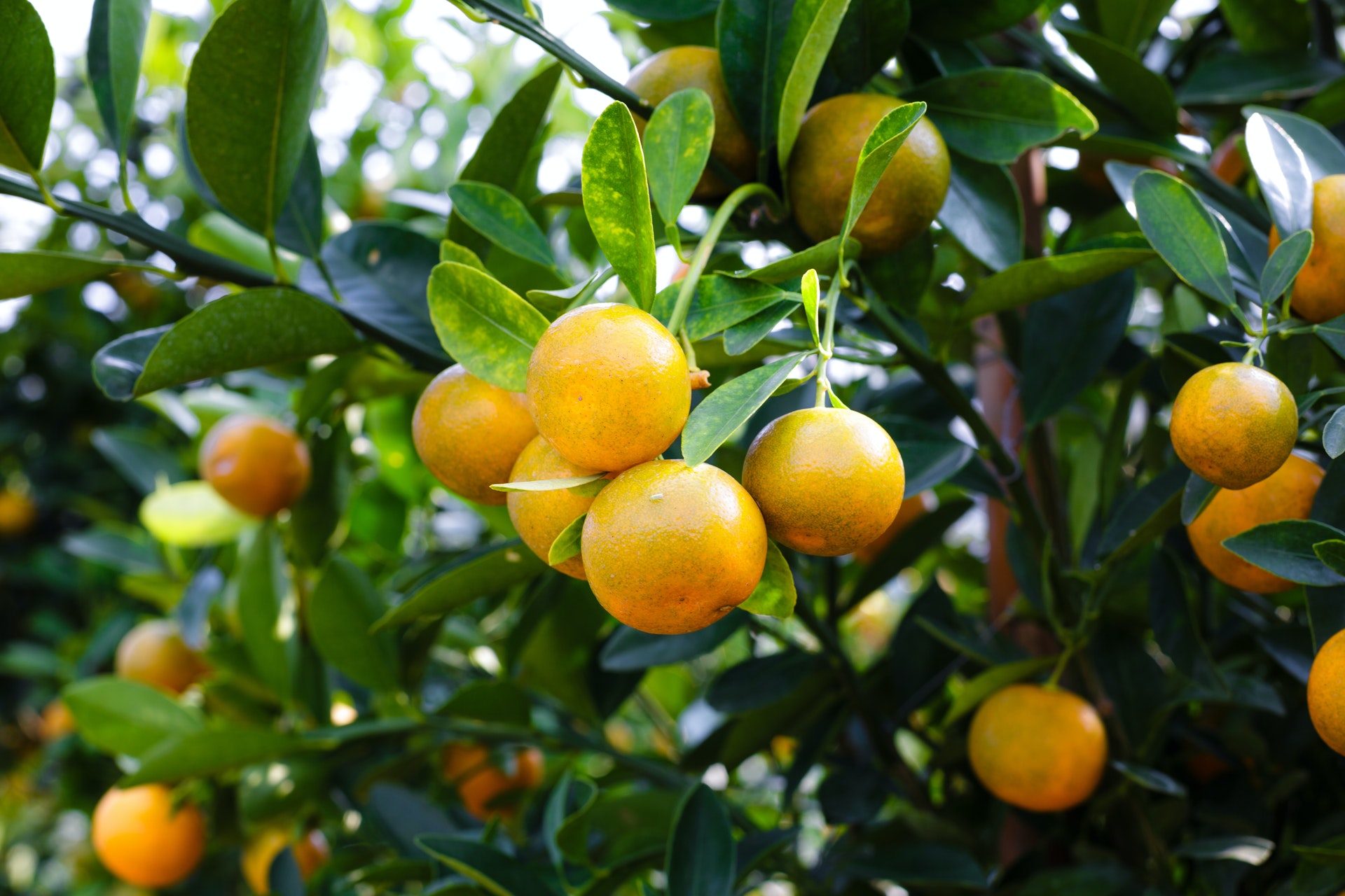 mandarin-fruit-2135677