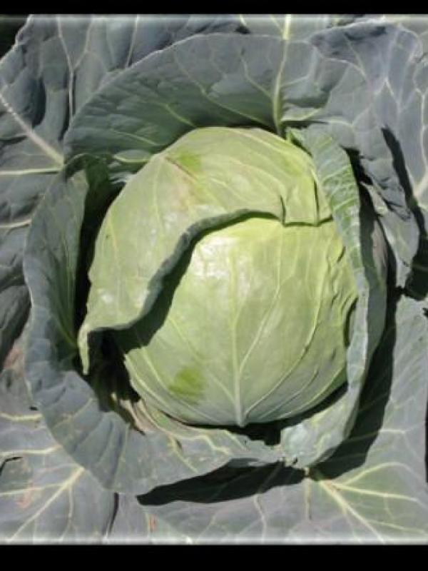 Cabbage Vantar F-1