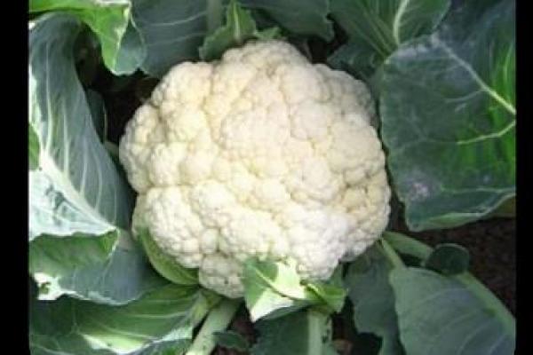 Cauliflower Denova F-1