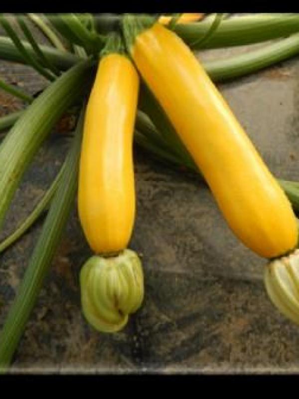 Squash Yellowstone F-1